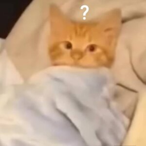 Meme de un gatito naranja envuelto en una cobija. Sobre él aparece un signo de interrogación que transmite confusión o sorpresa.
